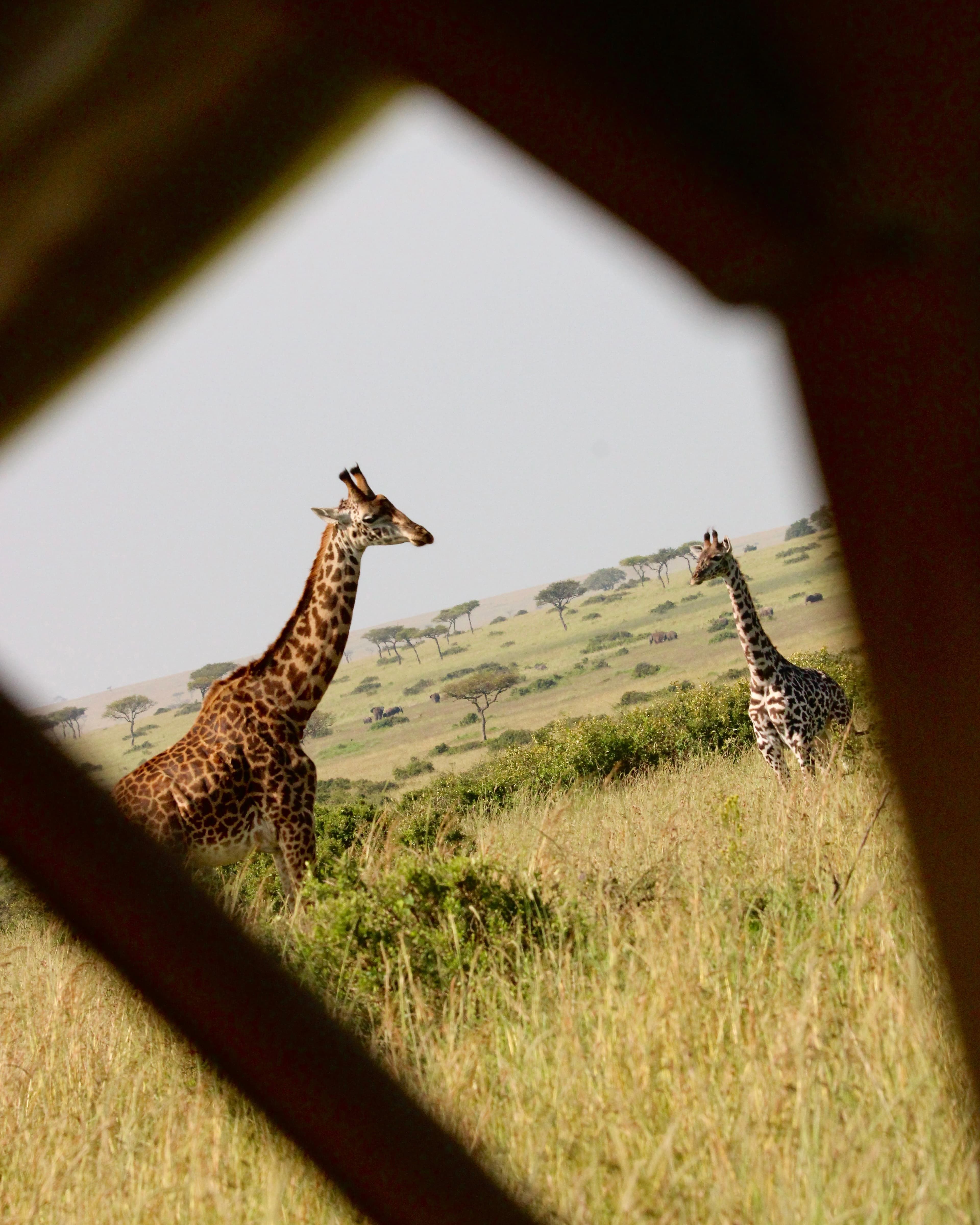 Bush Planes, Baobabs & Balloon Safaris: Exploring Kenya & Tanzania curated by Jolene Bojan