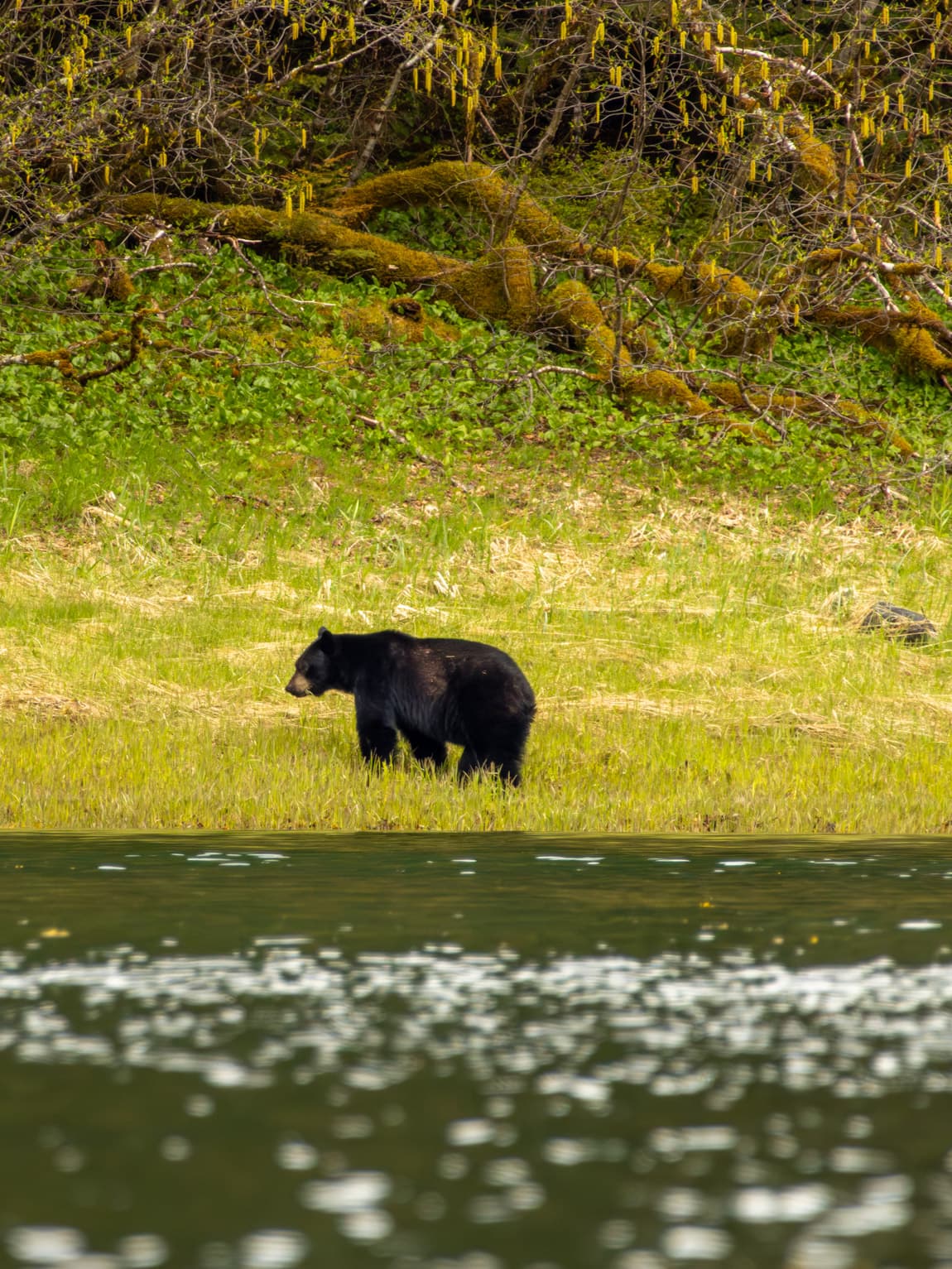 An Incredible Week of Adventure, Camaraderie, and Wildlife in Alaska with UnCruise Adventures curated by Regan Kirk