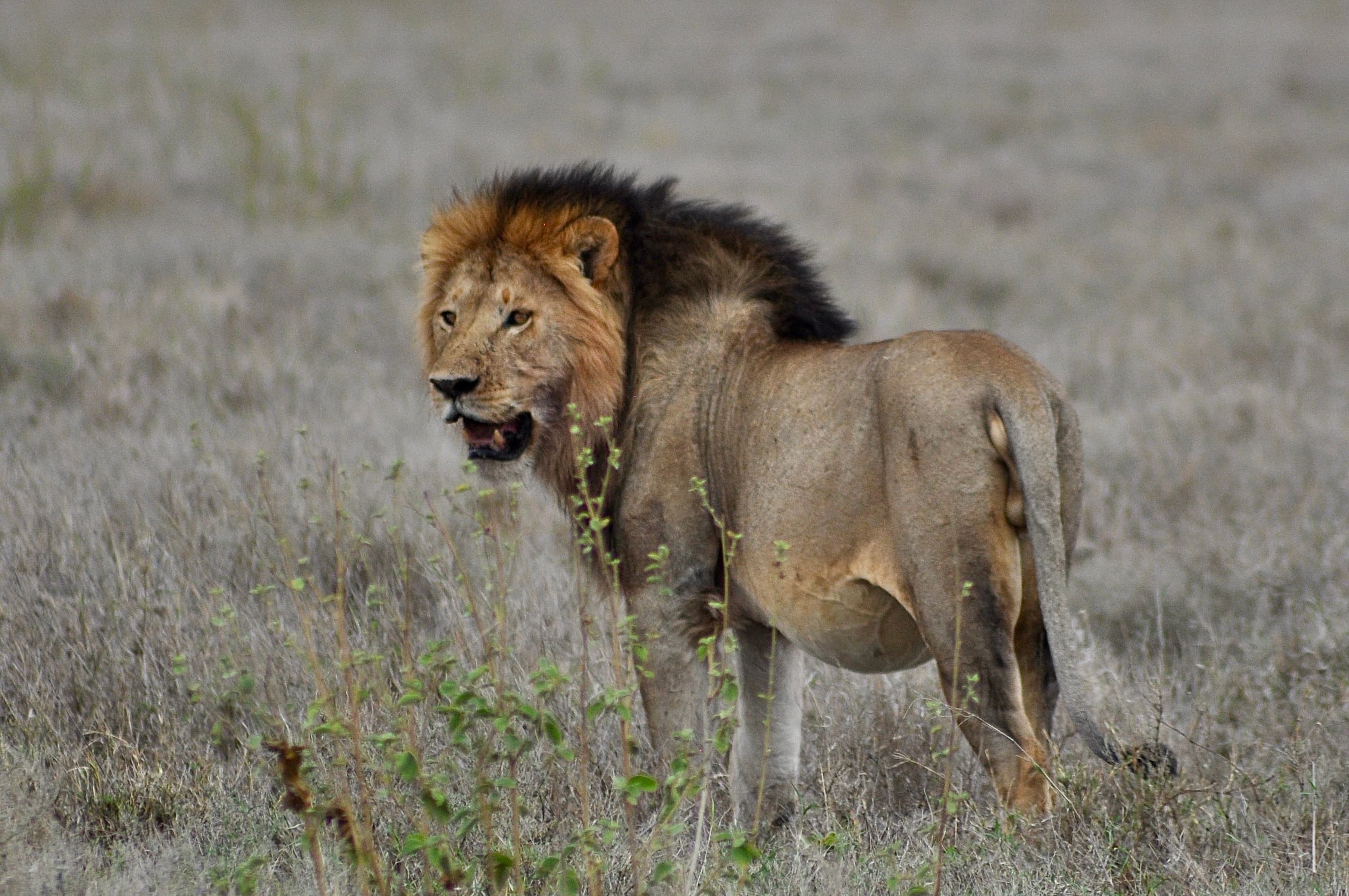 An Ultra-Luxury Wildebeest Migration Safari in The Serengeti & Ngorongoro Crater curated by Paulo Mchome