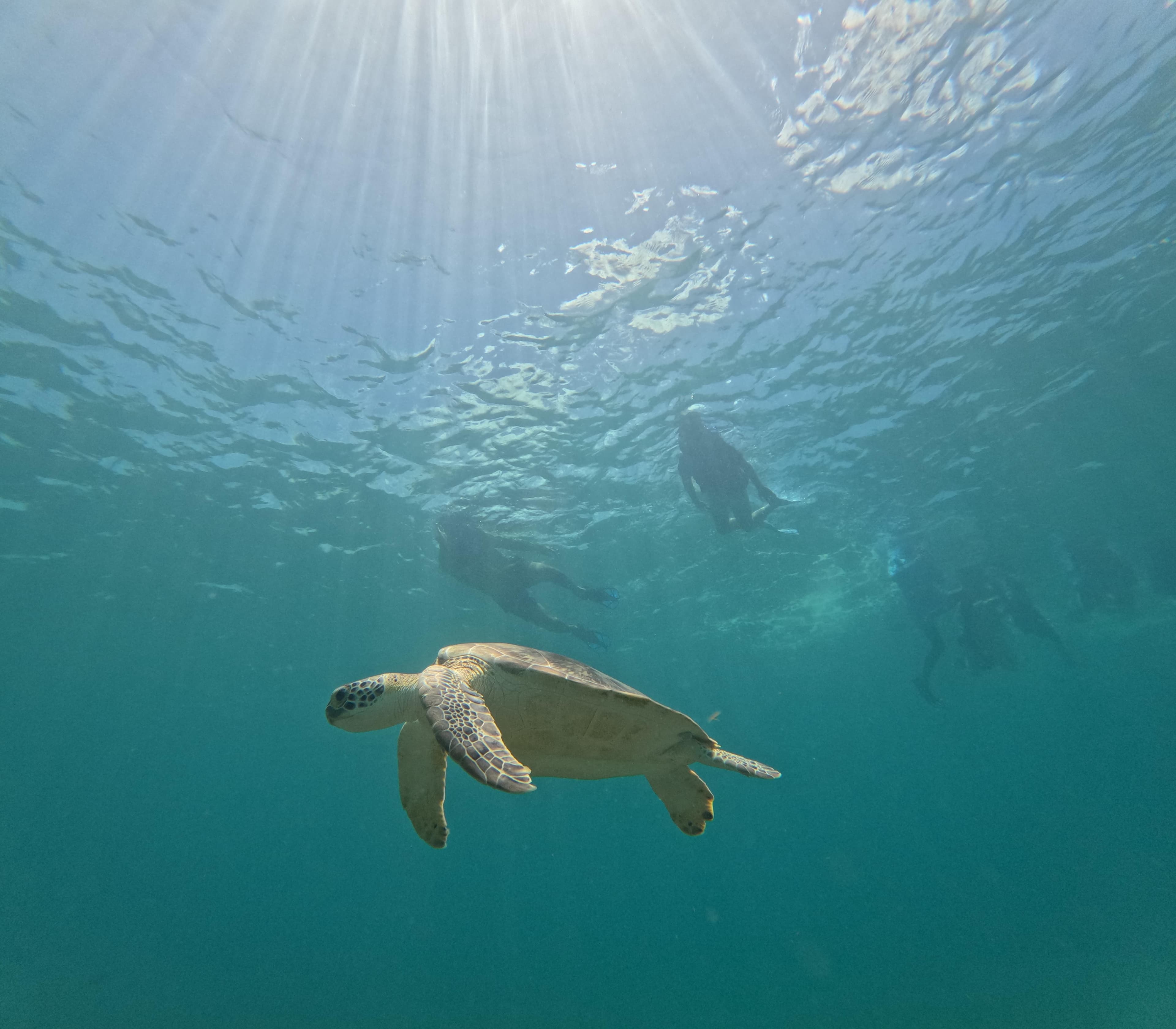7-Day Paradise for Ocean Lovers in Puerto Rico curated by Fernando Datil