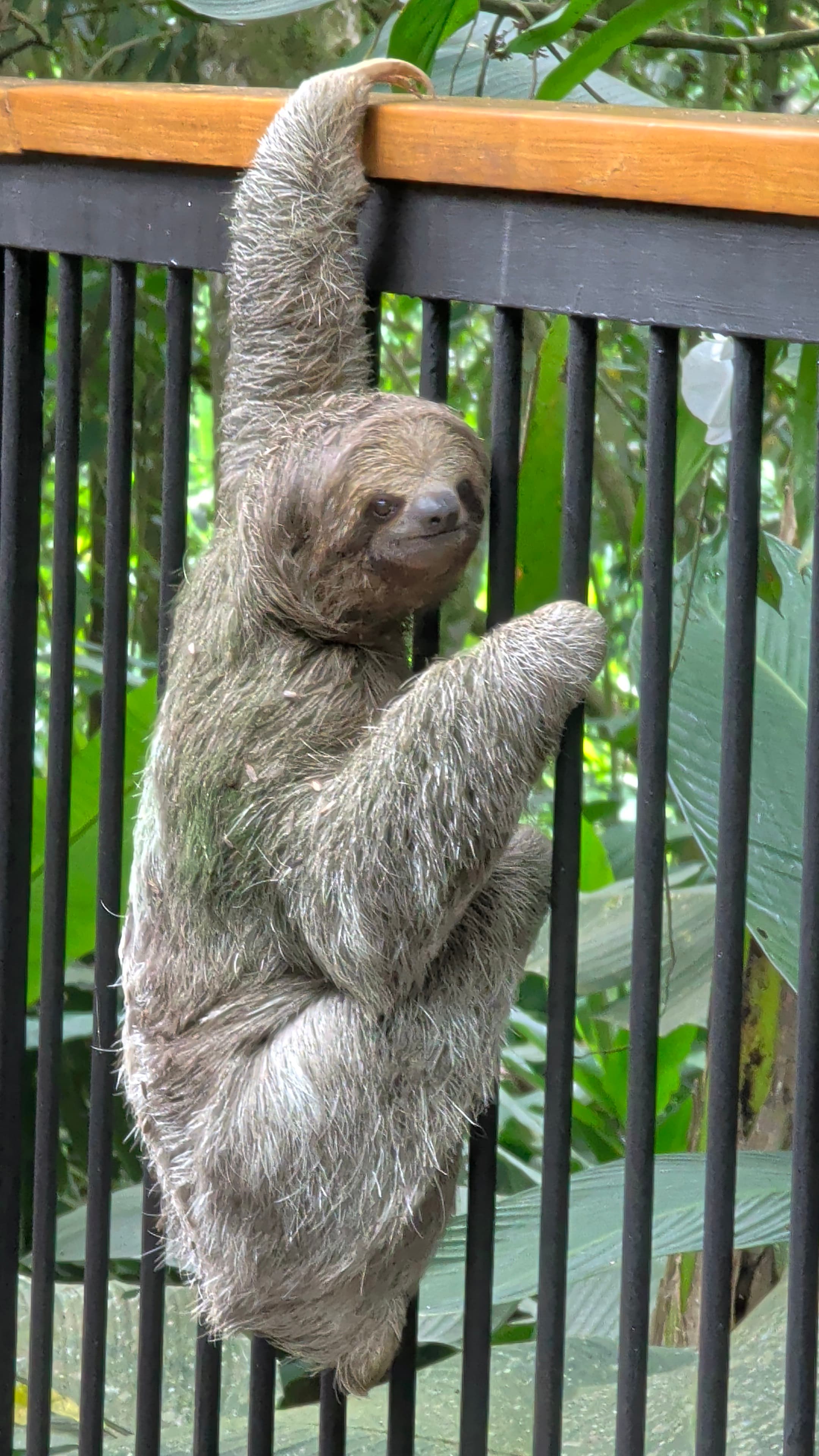 A Vegetarian’s Guide to Costa Rica curated by Dee Swaminathan