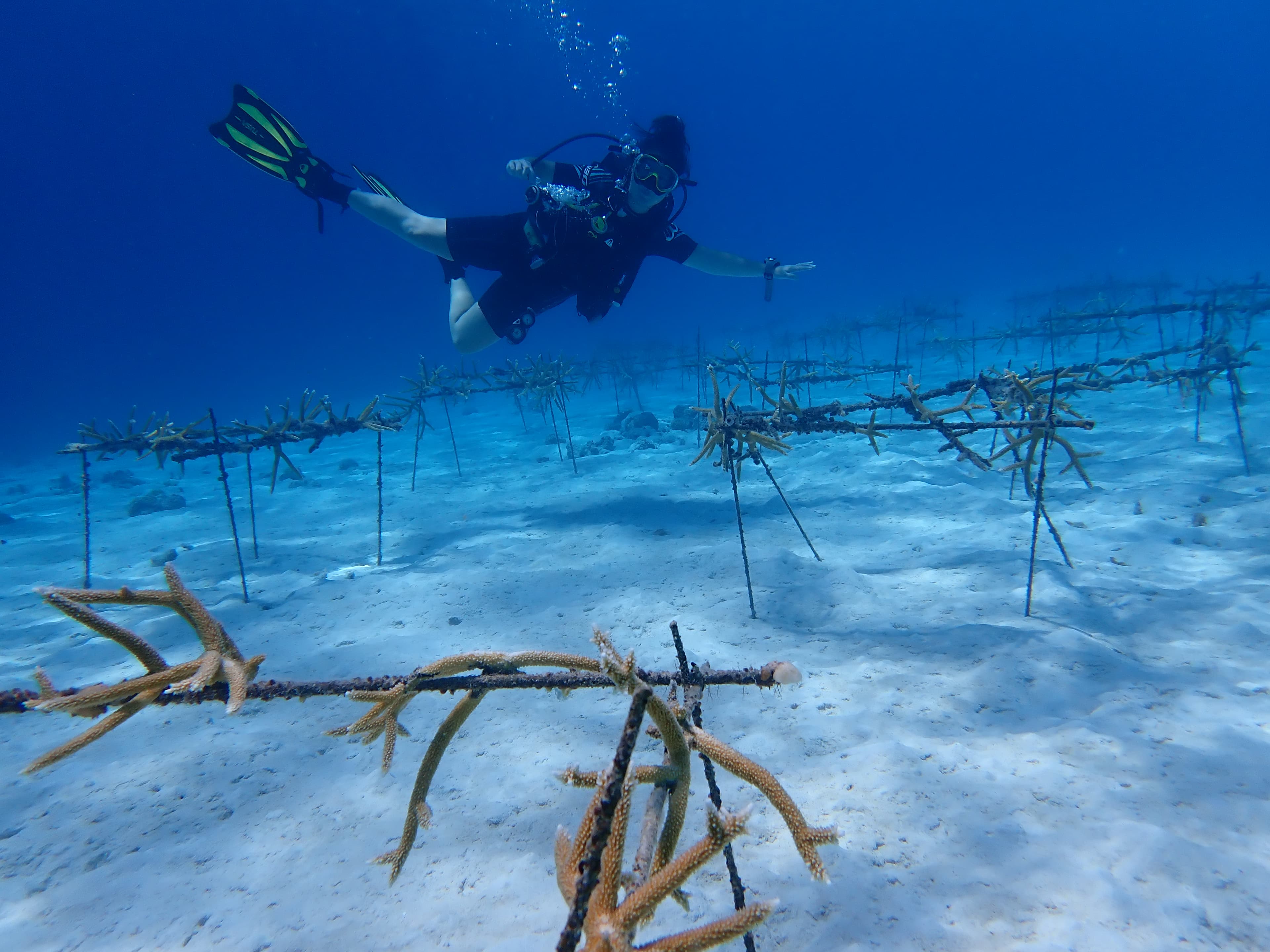 Active Adventures on Curaçao: A Guide for Families, Couples & Friend Groups curated by Katie Stuhr