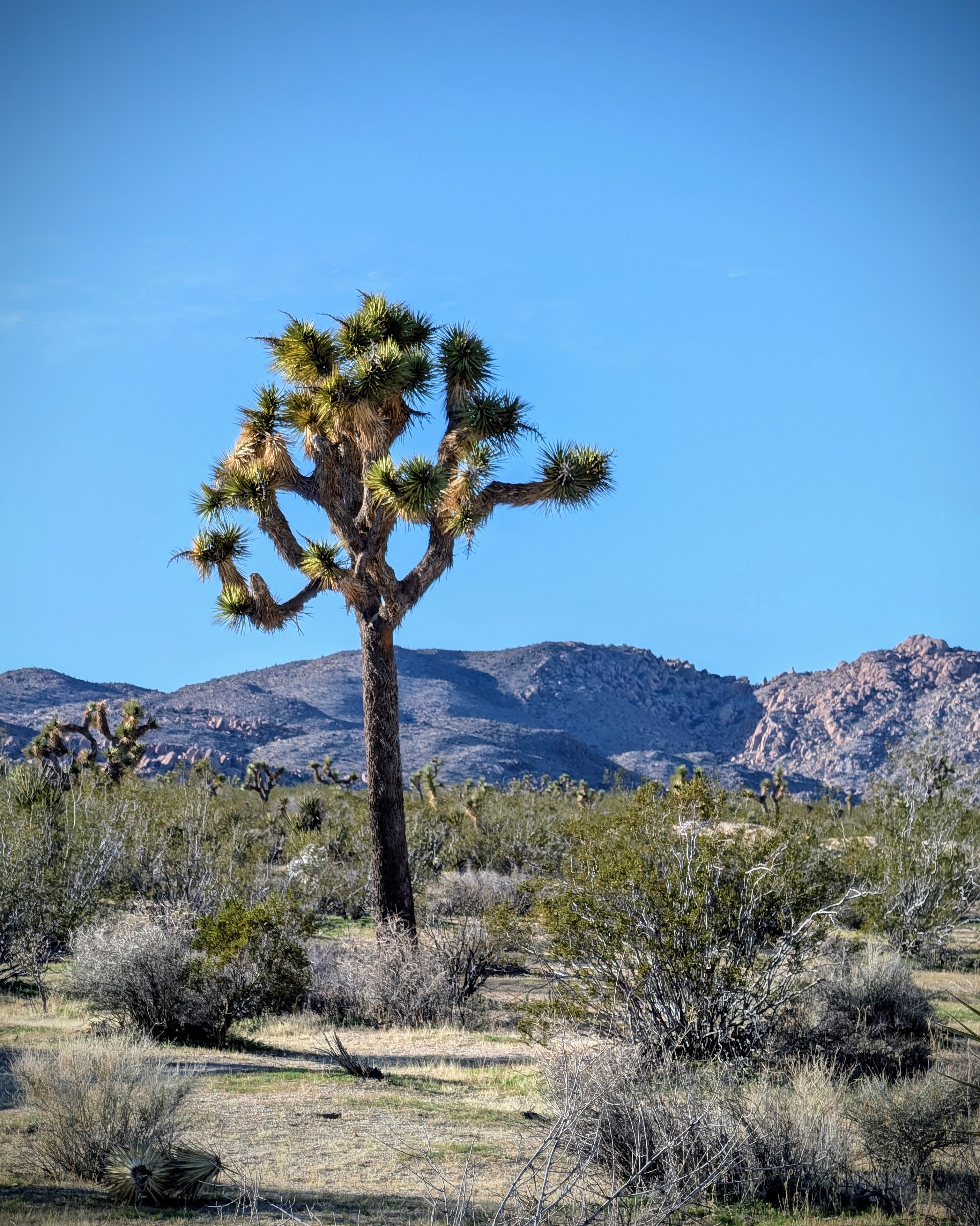 Beyond the Desert: Art, Culture & Nature in Palm Springs curated by Gina Englund