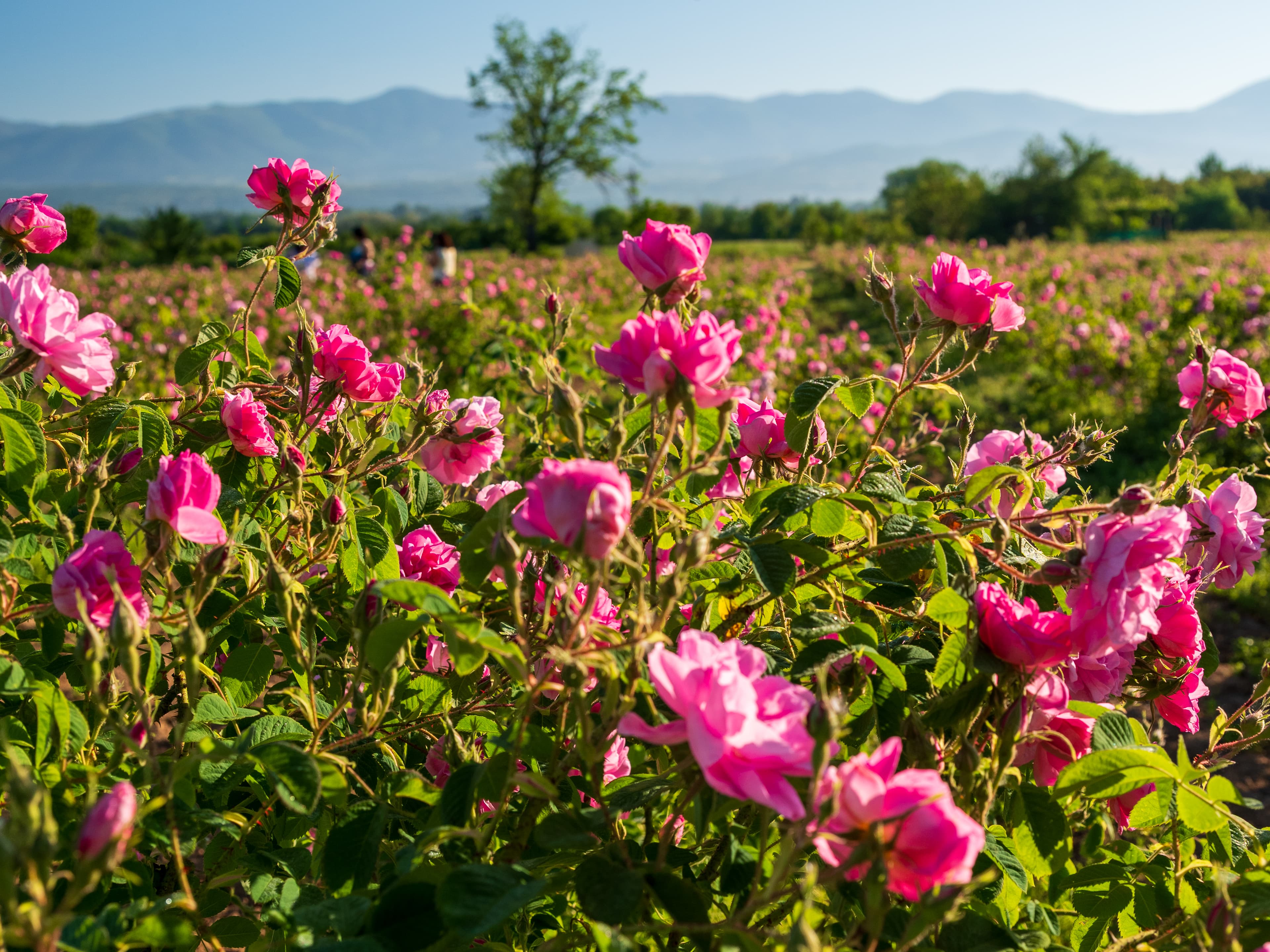 5 Days in Bulgaria: Roses, Ancient Cities & Rila Monastery curated by Ena Singh