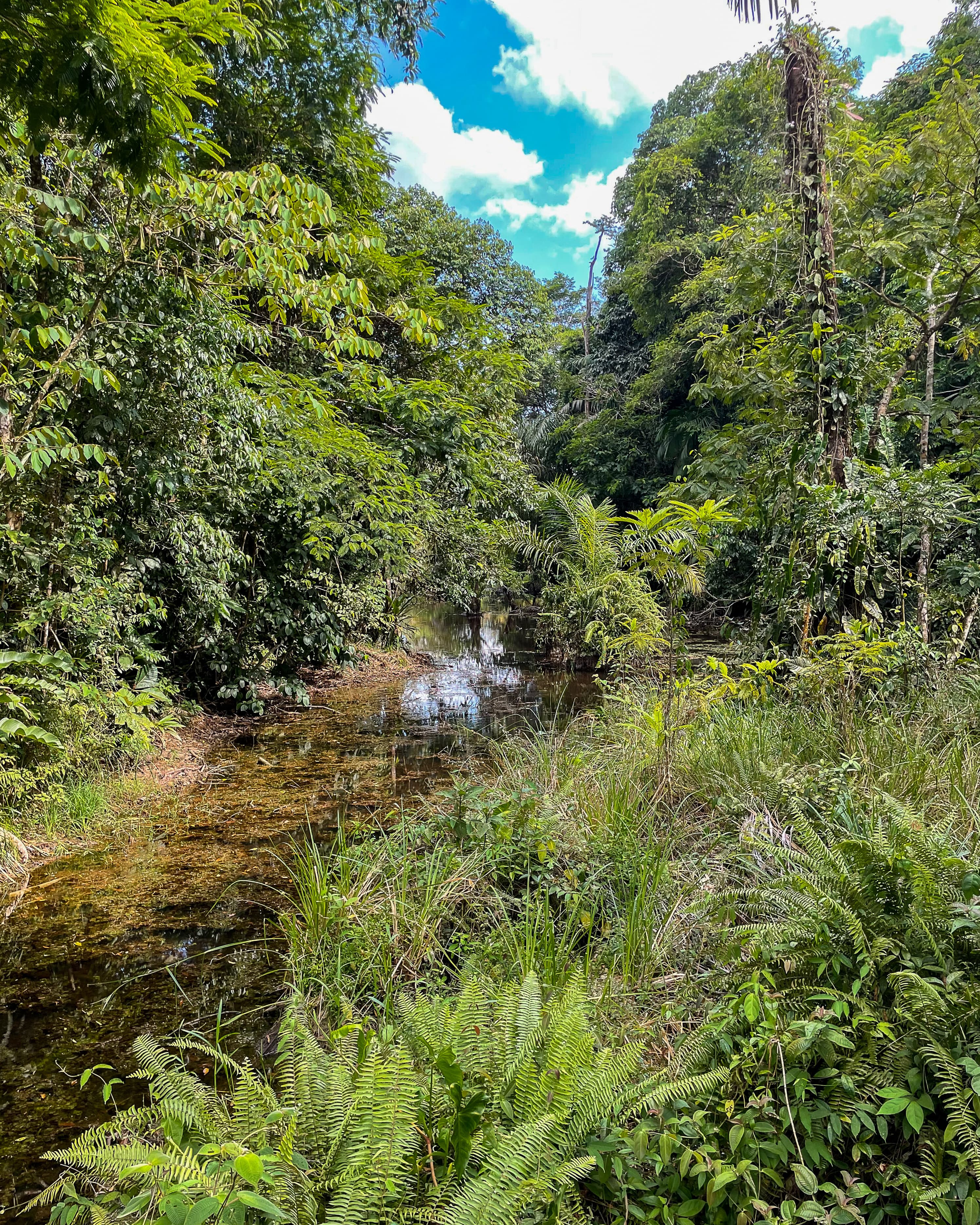 Costa Rica Beyond the Beaches: Treehouses, Wildlife & Pura Vida curated by Kerry Hoff