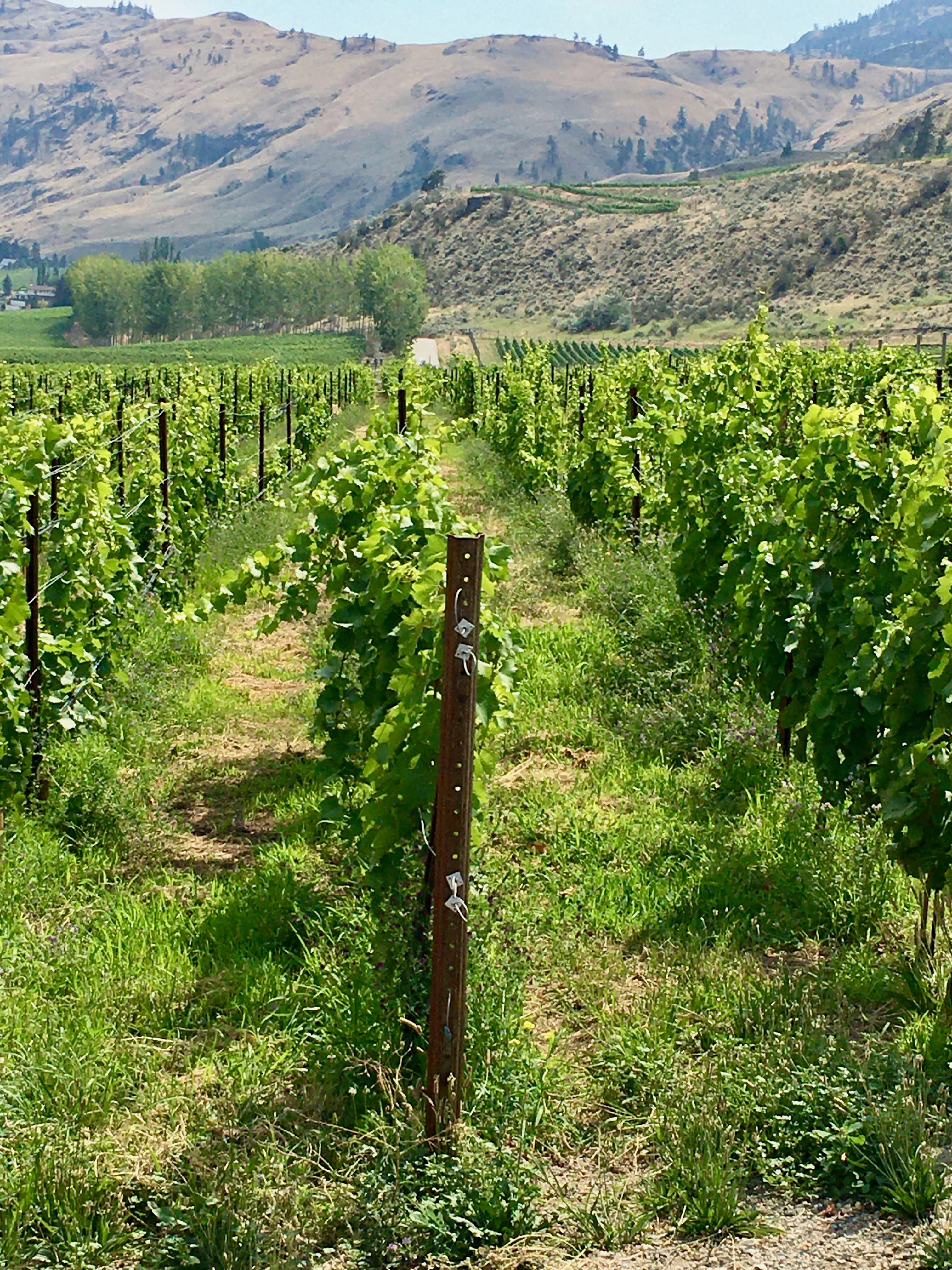 A Local's Guide to Kelowna’s Wine Region curated by Tracey Page