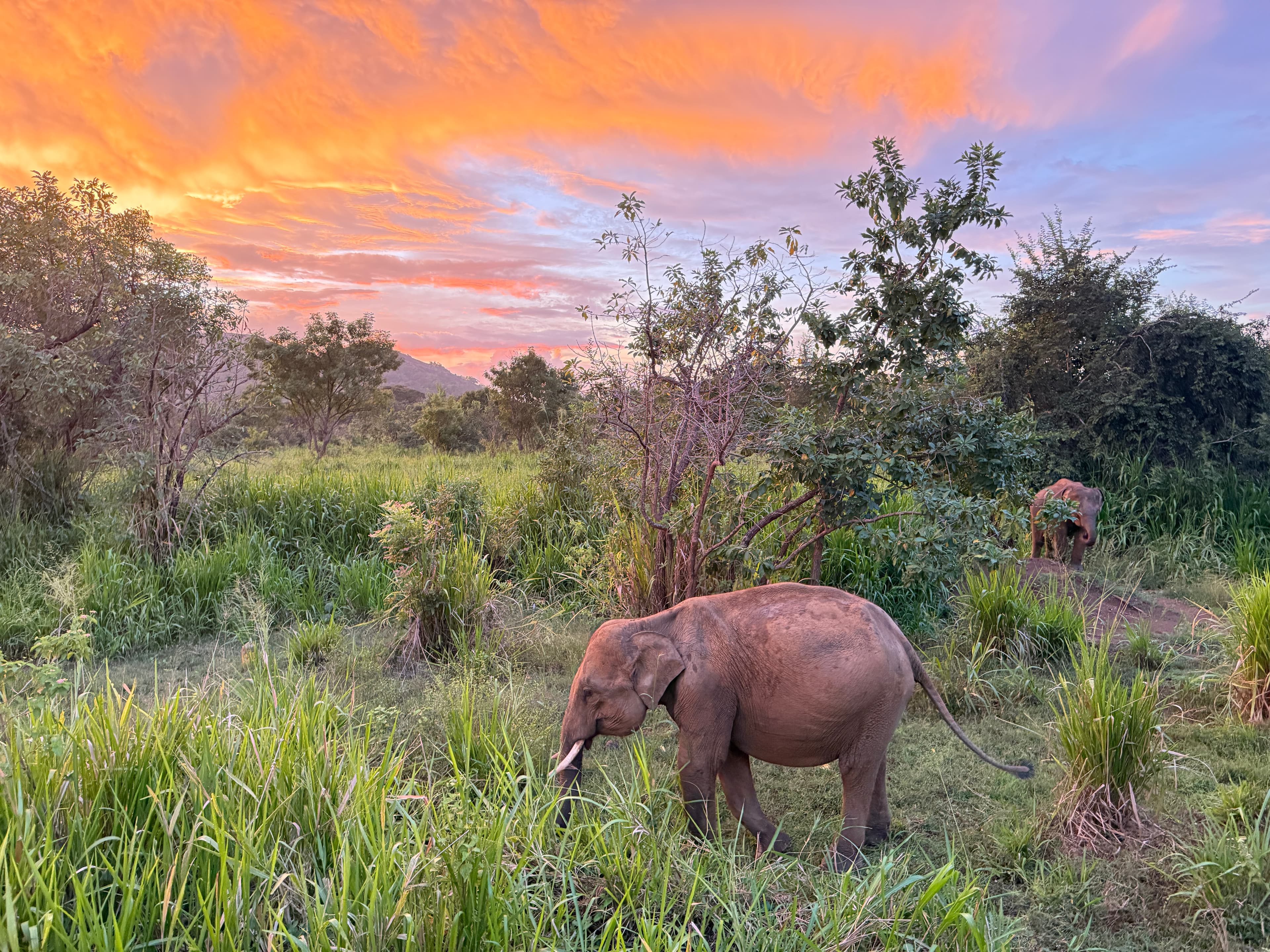 The Vibrance of Sri Lanka: A 12-Day Itinerary for an Unforgettable Journey curated by Michael Perlo