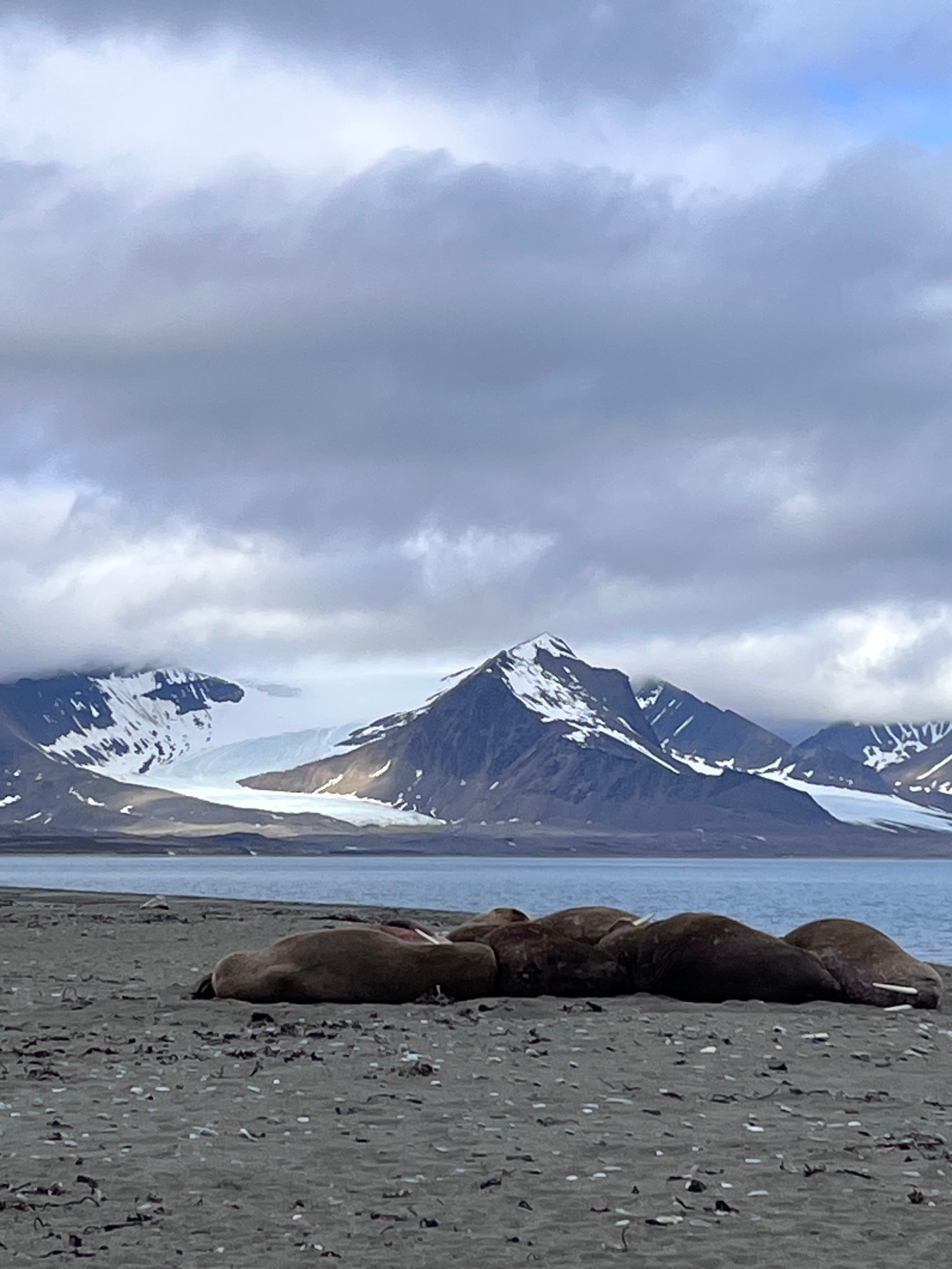 Visiting Svalbard: A Wildlife Lover’s Guide to Expedition Travel in the High Arctic curated by Jonna Robertson