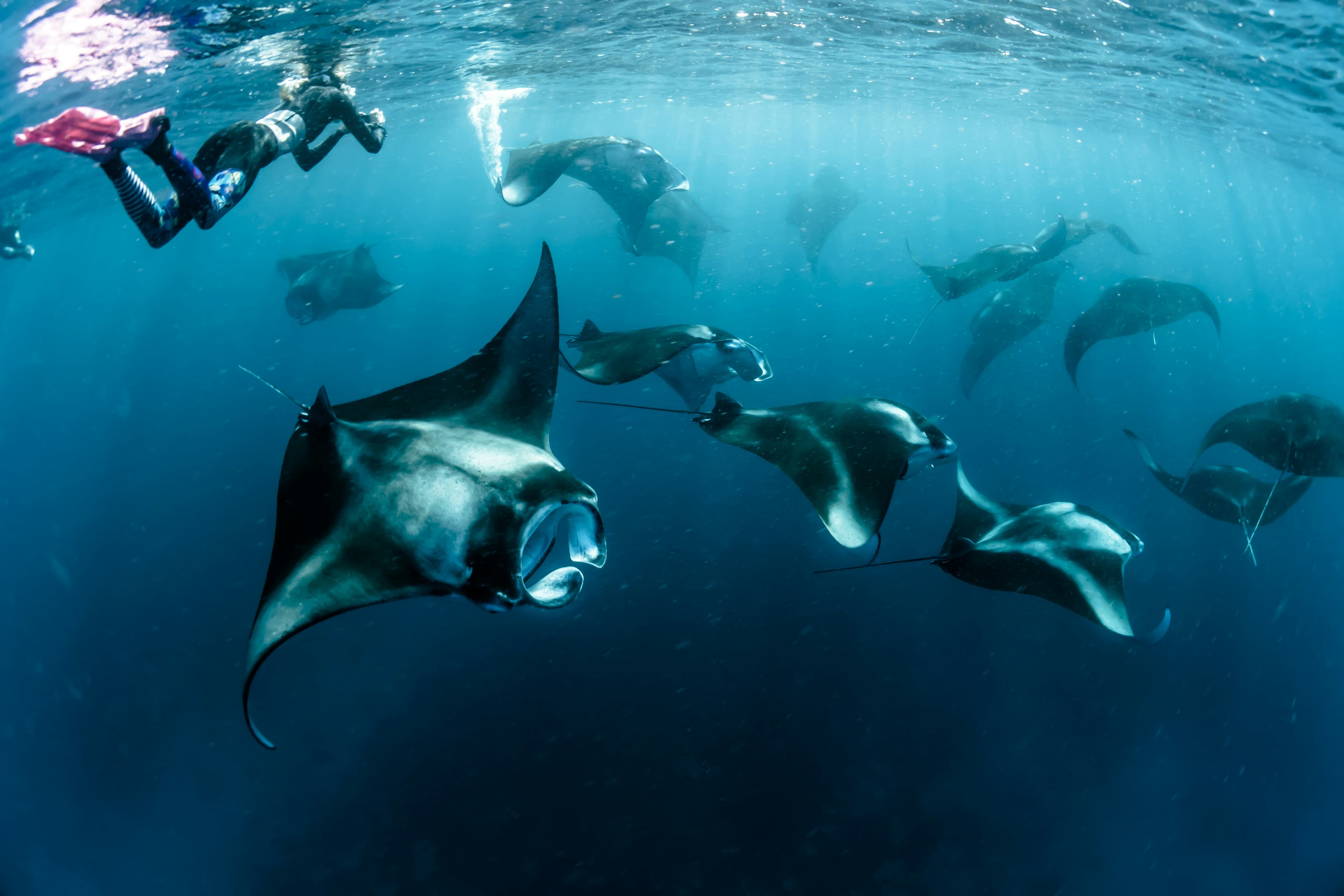 When Hundreds of Manta Rays Gather in Baa Atoll: A Once-in-a-Lifetime Experience at Hanifaru Bay curated by Luminita Popescu