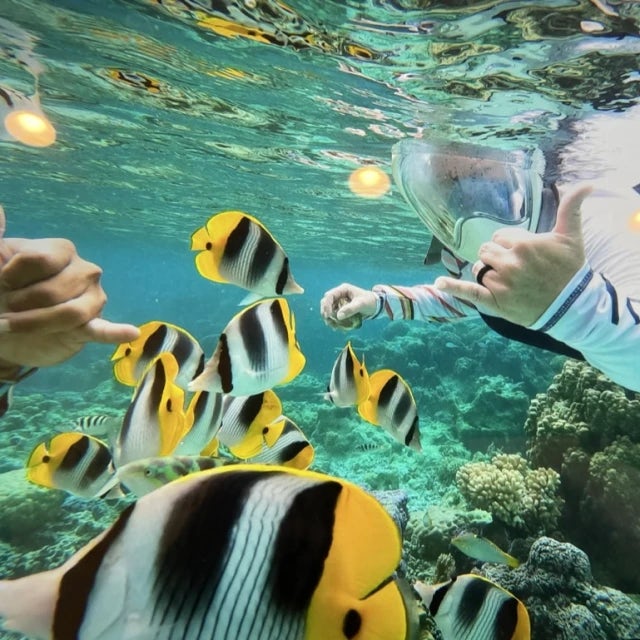 Travel-Advisor Cat Barron snorkels amidst yellow and black striped fish in a coral reef