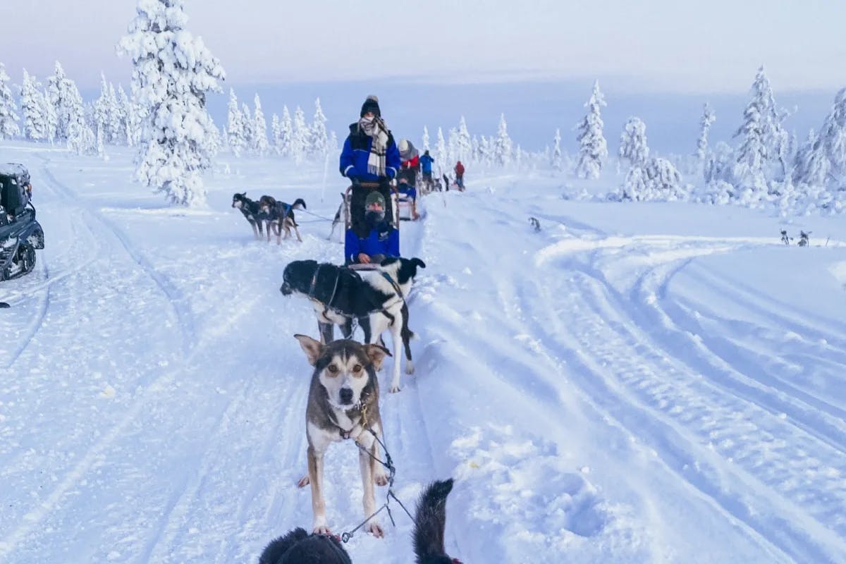 This image depicts a sled with dogs mushing through snowy trails with snow covered pine trees in the surrounding area. 