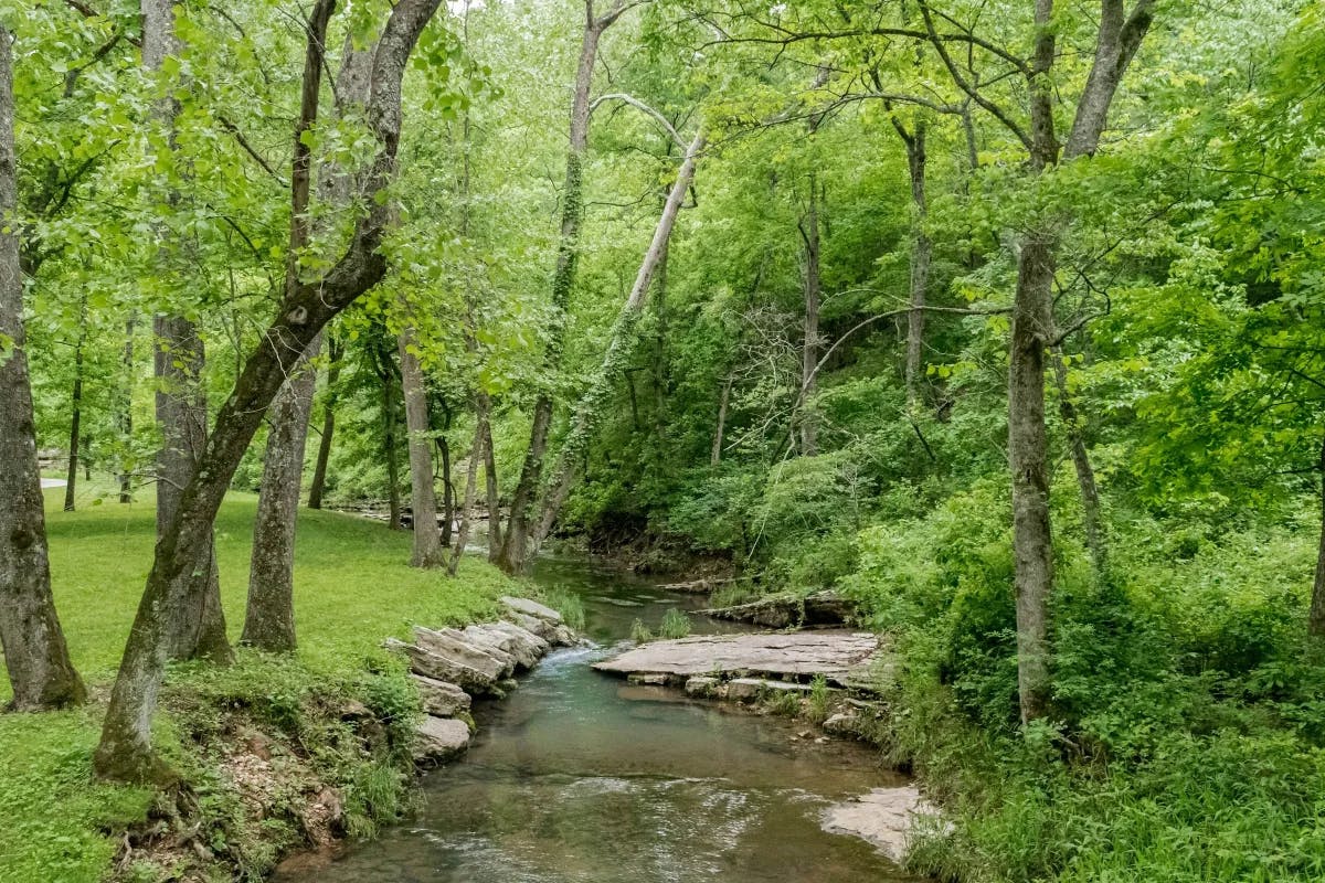 A view of a small creek surrounded by lush, green trees, grass and stones along the sides of the creek. 