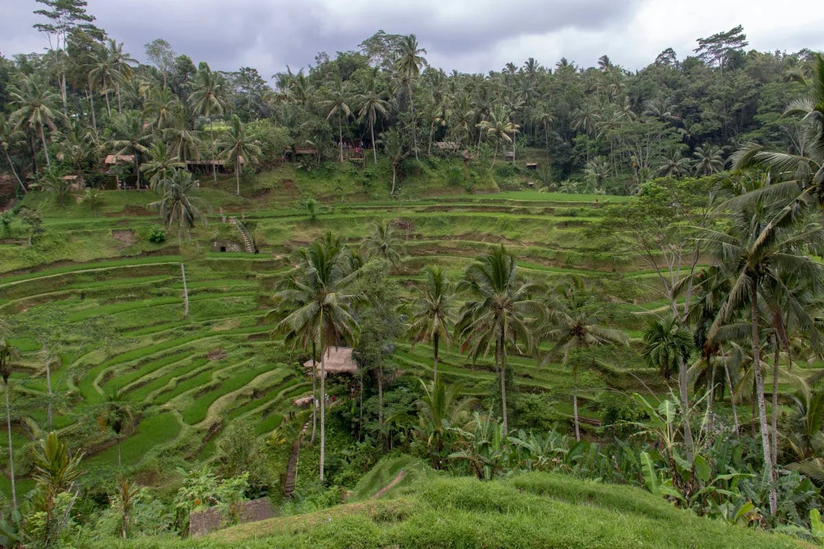 A landscape photograph of green trees and Tegalalang Rice Terraces