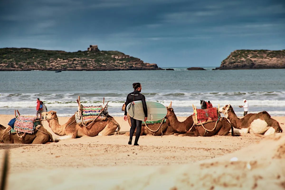 Surfer on a beach in front of camels.