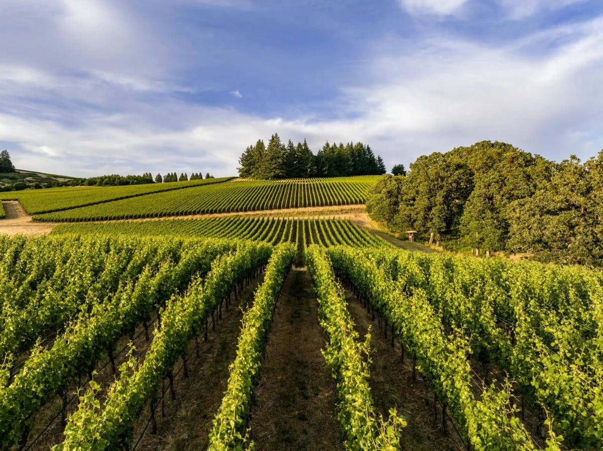 A lush and vibrant vineyard with clusters of trees in the surrounding areas under the cloudy blue sky. 