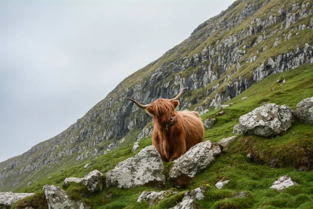 Brown Ox - King of the Hillside in Cairngorms