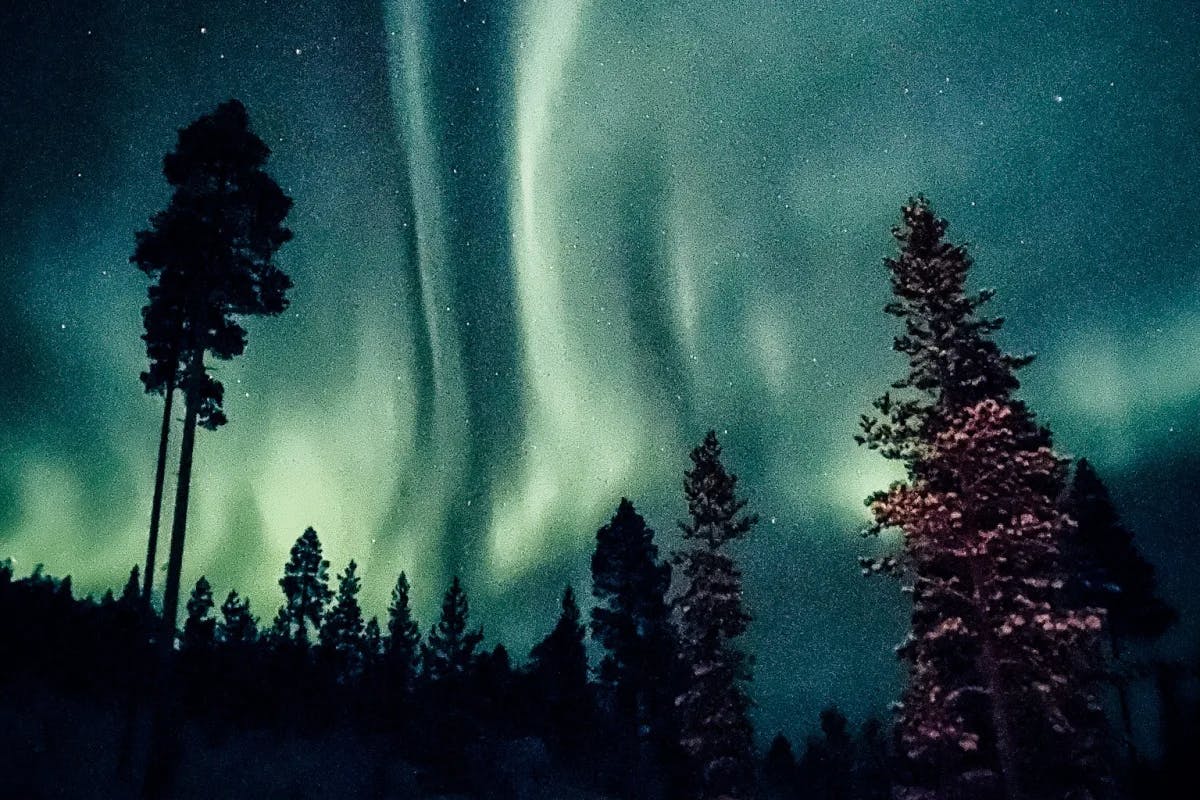 This image depicts a breathtaking view of the Northern Lights shining above pine trees at night. 