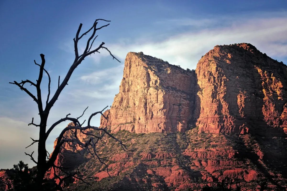 A view of the red rocks in Sedona with a tree that has no leaves on it in the forefront. 