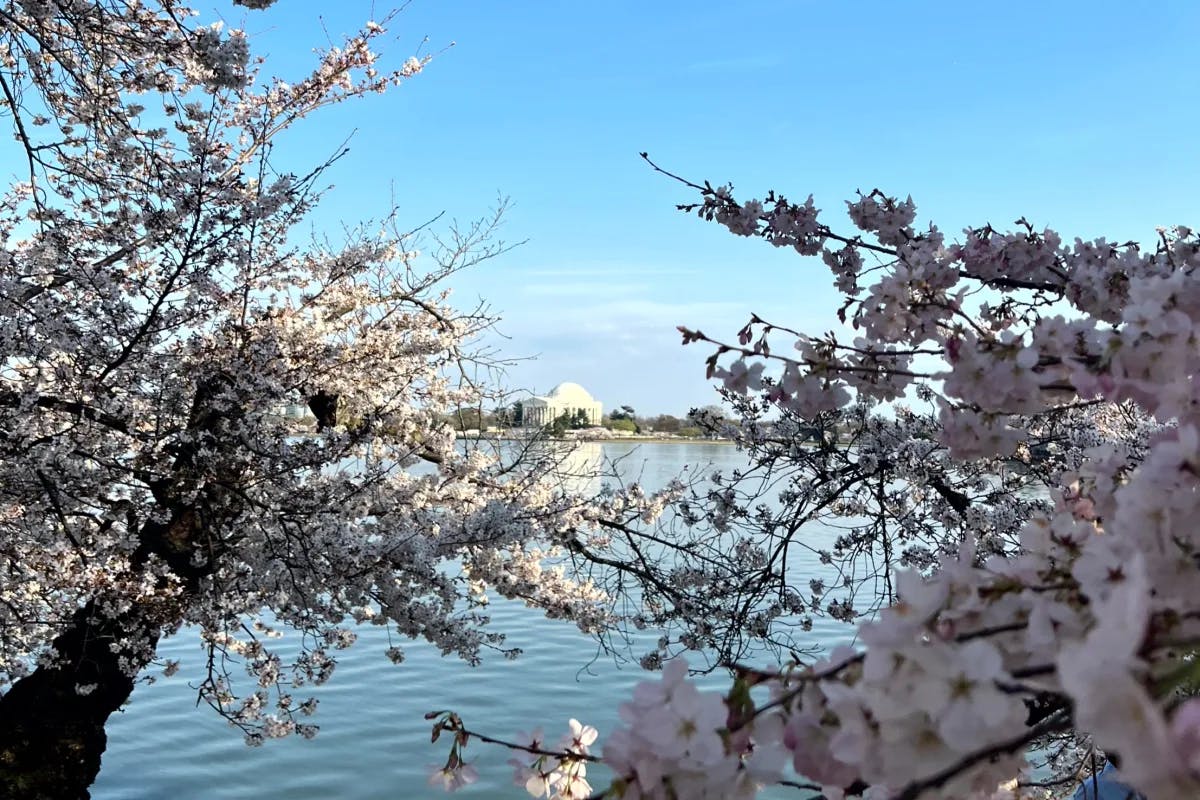 A picture of cherry blossoms trees near water during the daytime.