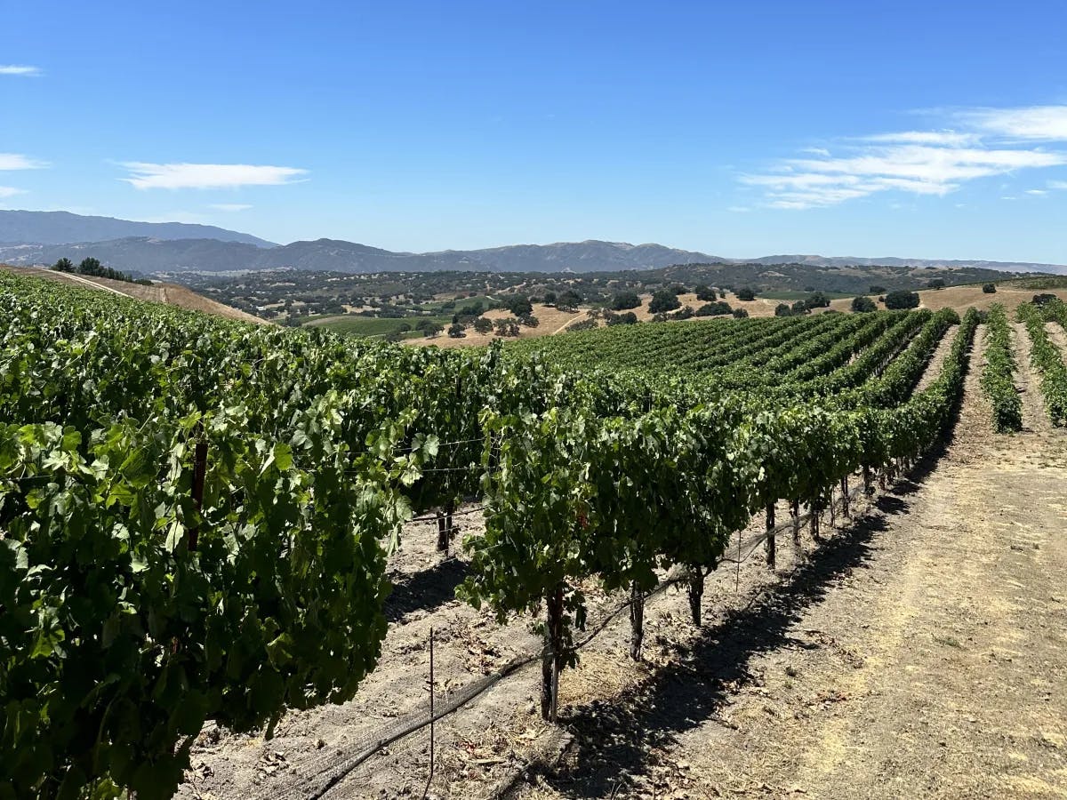 A view of a vineyard surrounded by dirt paths and mountains in the distance. 
