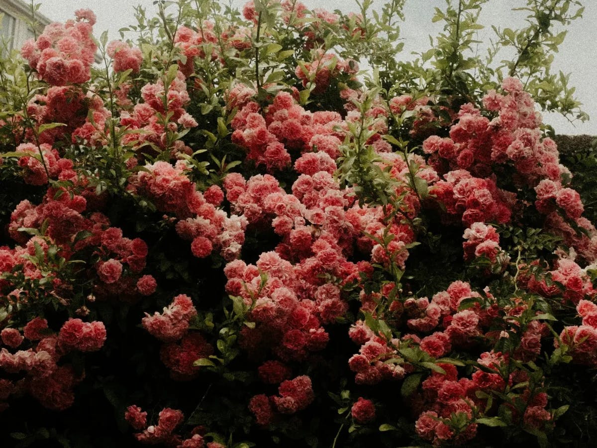 A lush bush with thick, pink flowers. 
