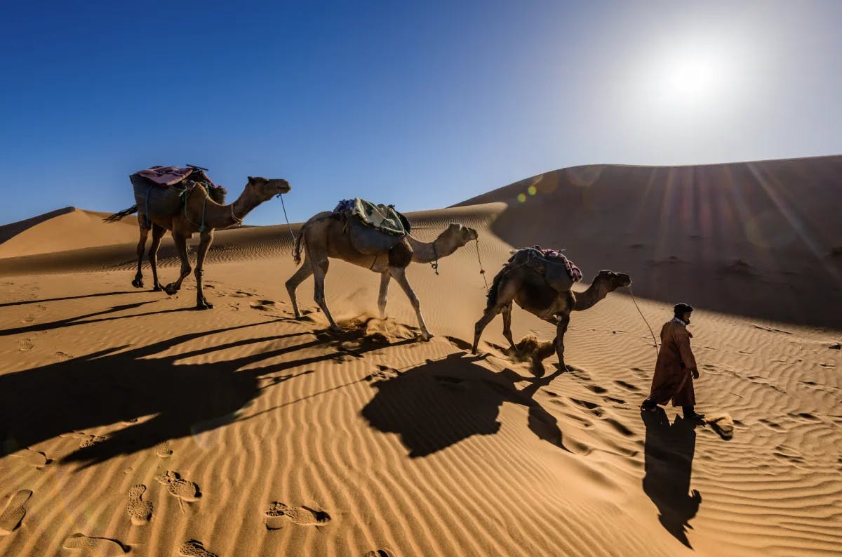 A man pulling three camels through a desert with the bright sun shining above them. 