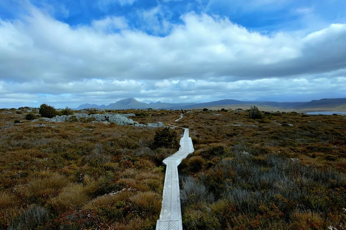 Hiking trail on the Overland Track in Tasmania, a raised path through a brush-covered field