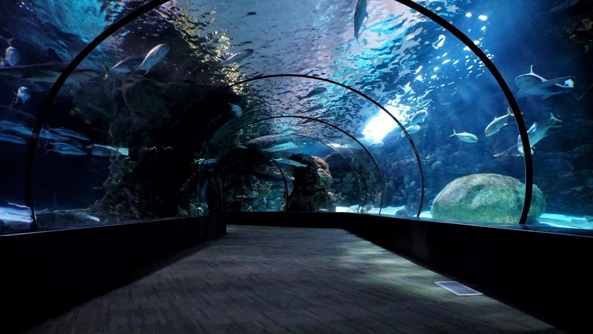 A big walk-in aquarium.