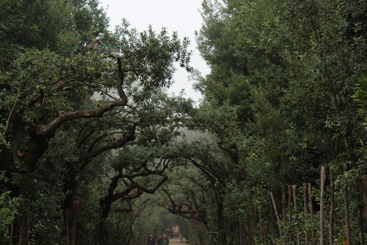 Trees overarching a path at the Boboli Gardens.