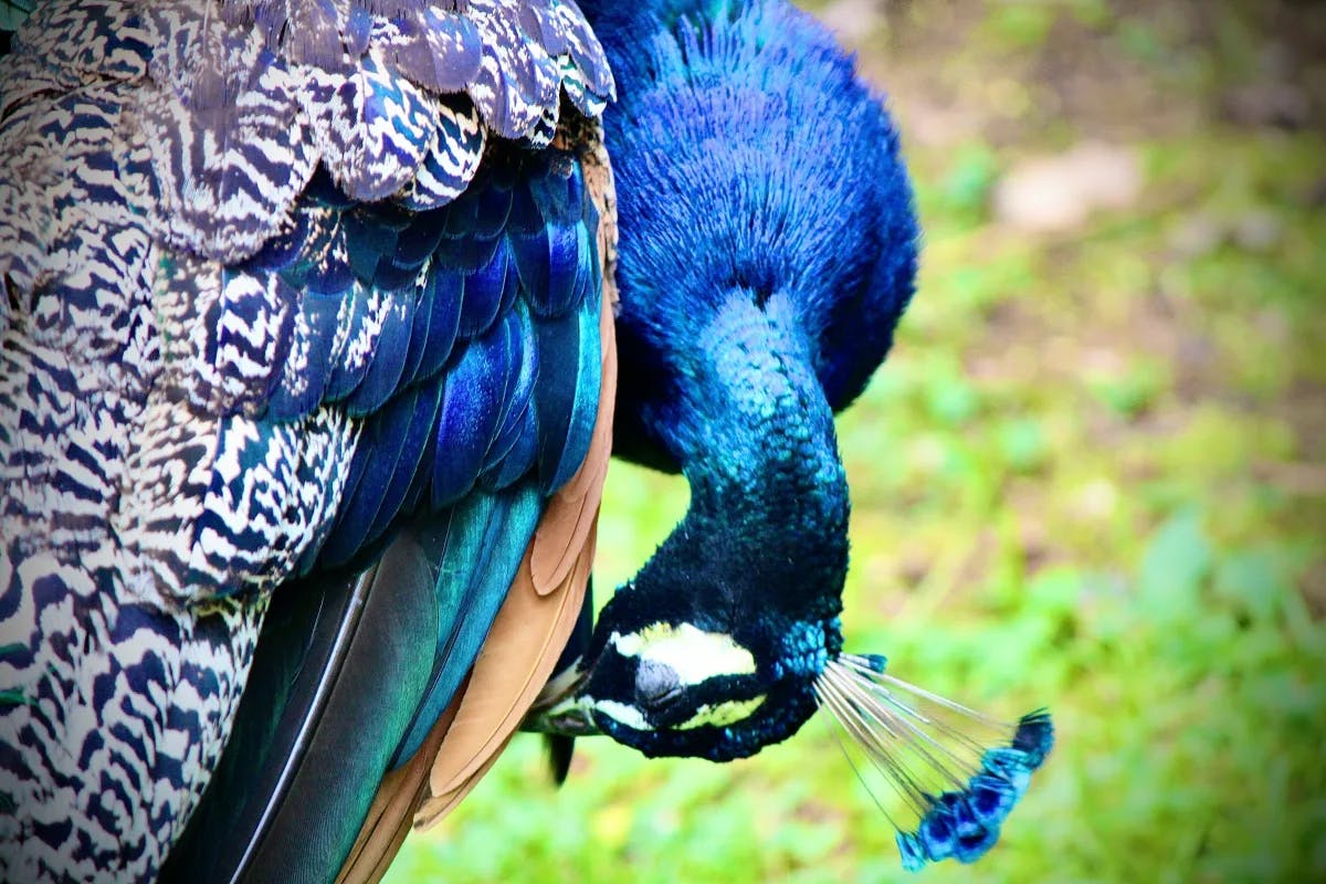 A close-up of a bright blue peacock with his head down.