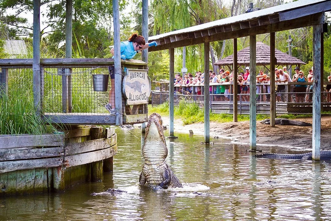 Alligator Adventure showcase a range of species featuring swamps with alligators.