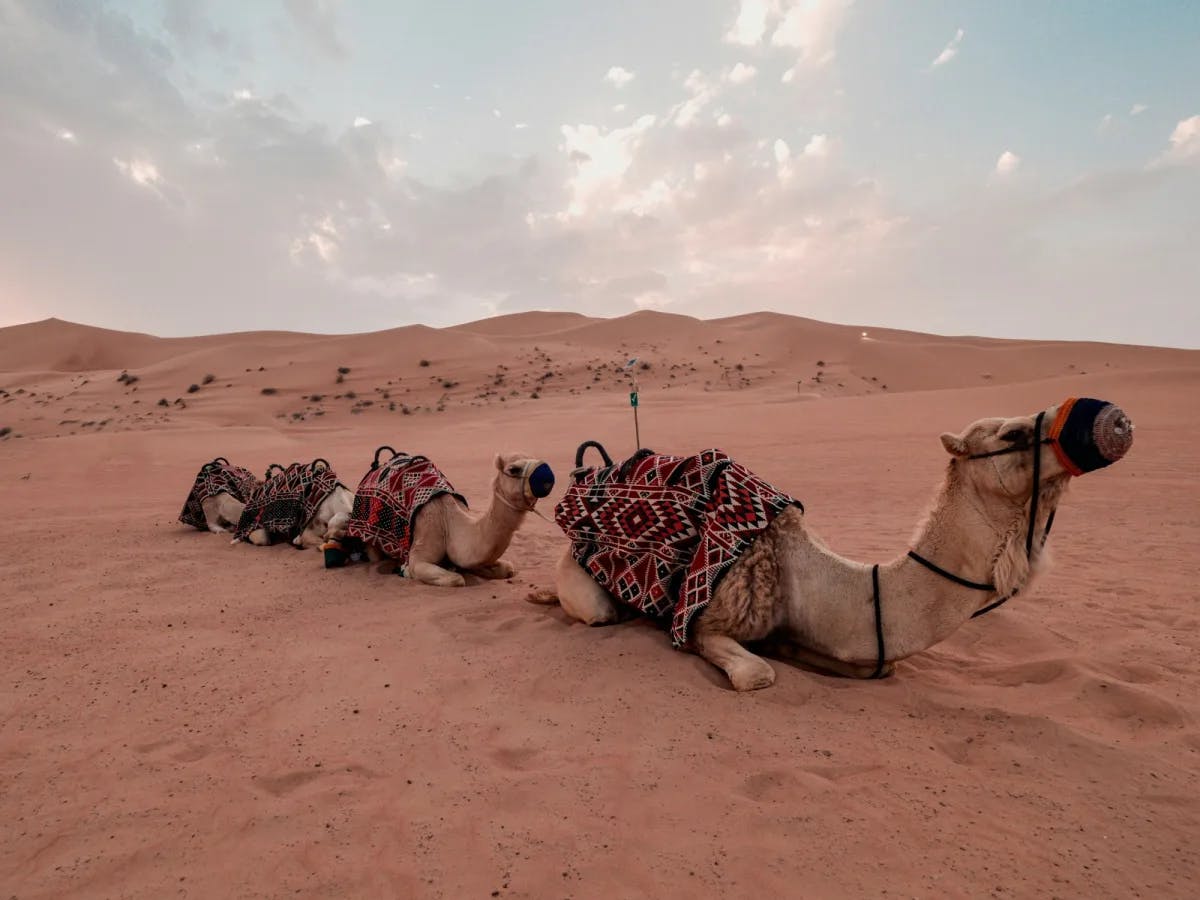 Three camels sitting on sand in a desert.