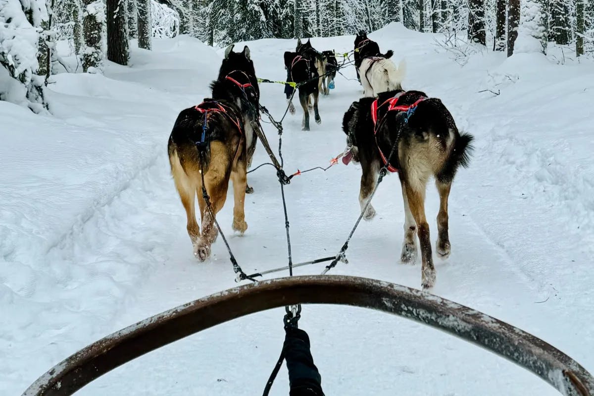 View from a dogsled with a team of husky dogs in front on a snowy forest trail