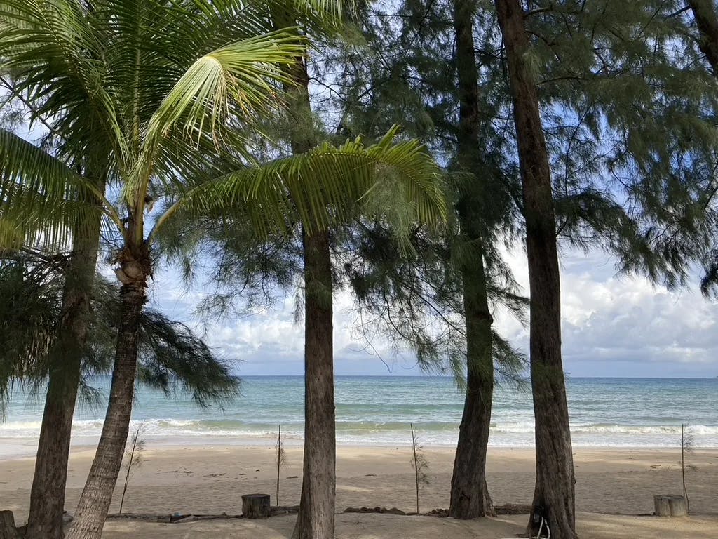 The beach with palm trees and the ocean in the distance on a sunny day.
