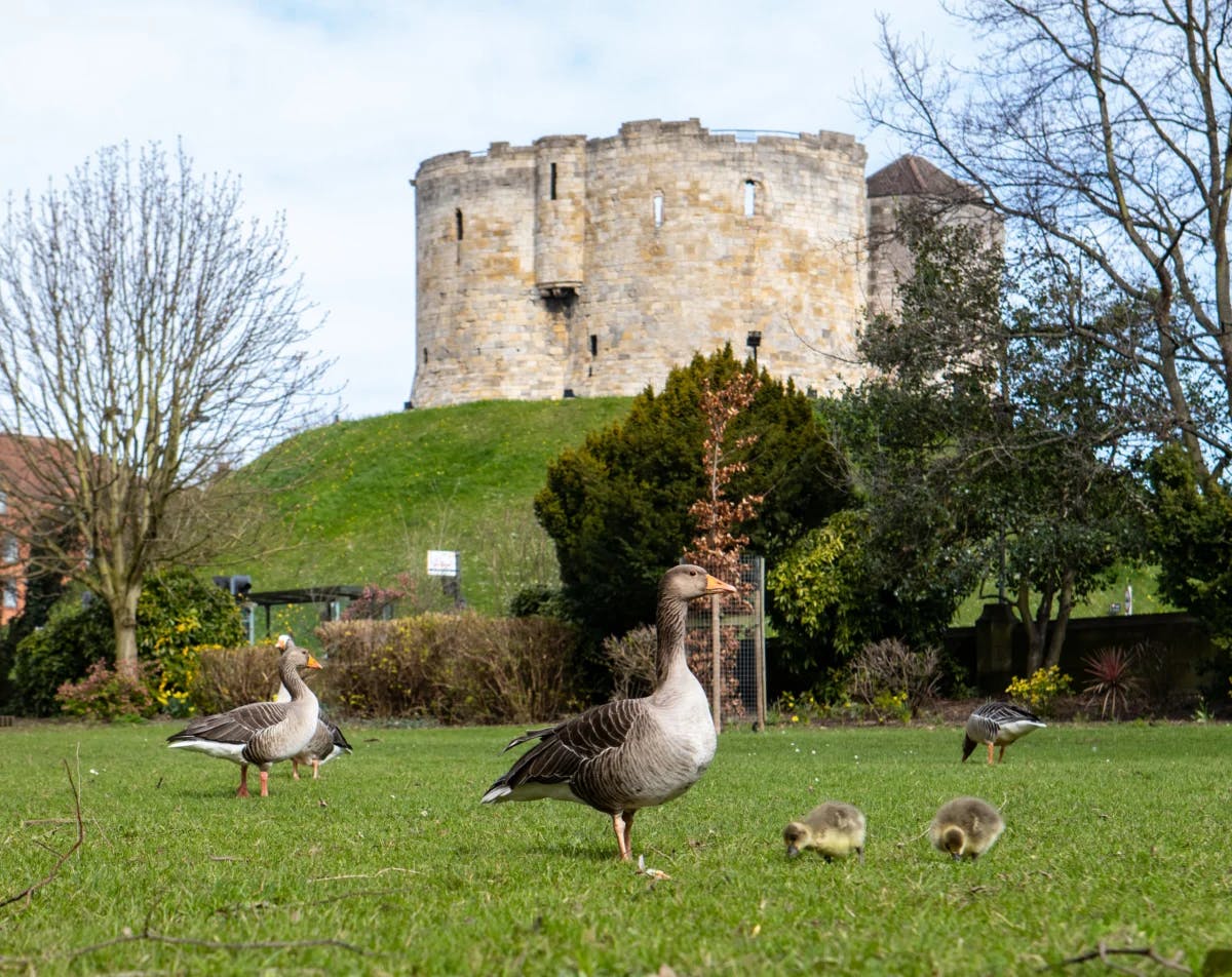 ducks and backside tower in York