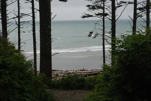 a view of a beach through a heavily forested area 