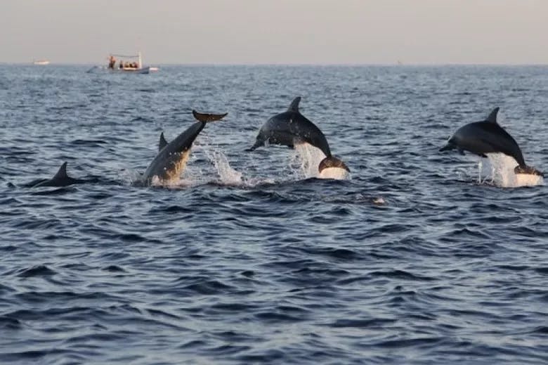 See the dolphins on a cruise with Voyager Deep Sea Fishing.