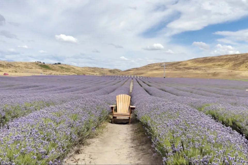 Lavander Fields invites visitors to immerse themselves in the tranquility and beauty of the countryside.