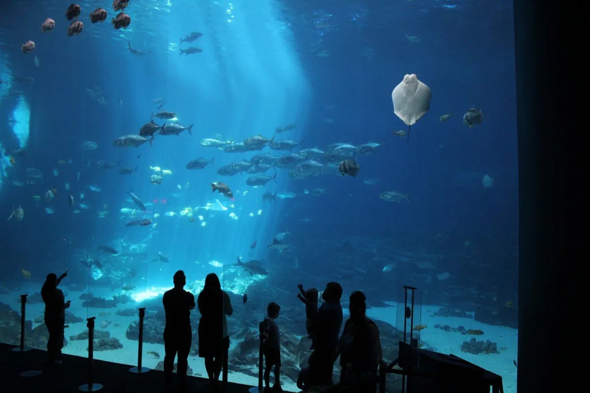 Large aquarium tank with various marine life