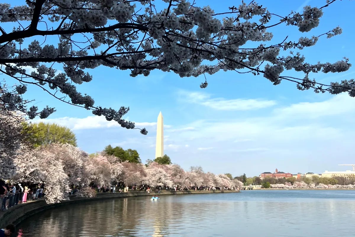 Cherry blossom trees near the Washington Monument and Tidal Basin during daytime.