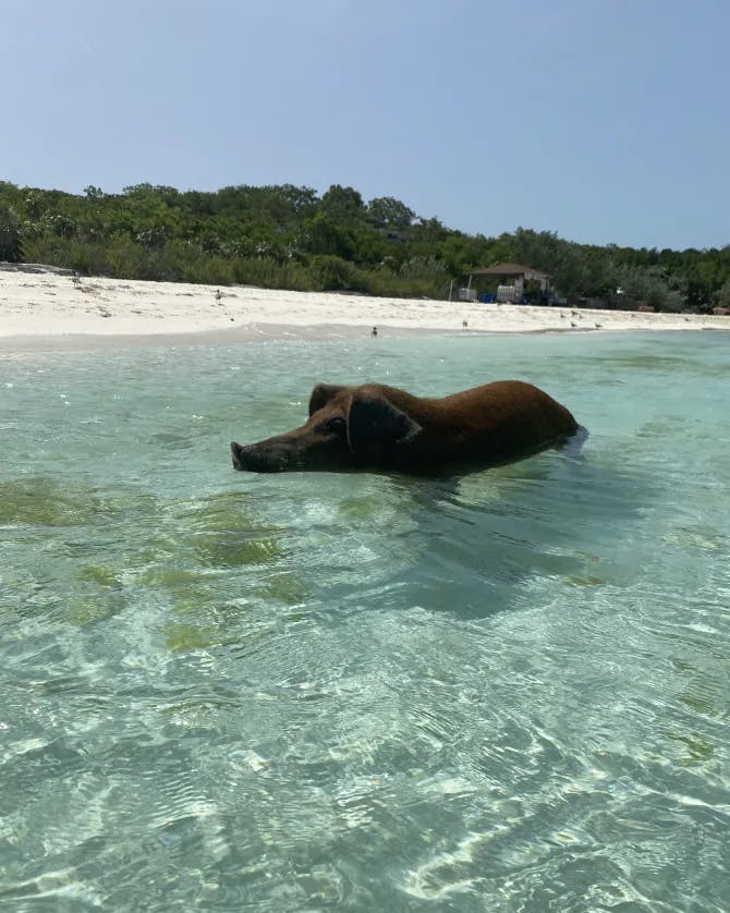 A pig swimming in the crystal clear water with sand and trees in the background.
