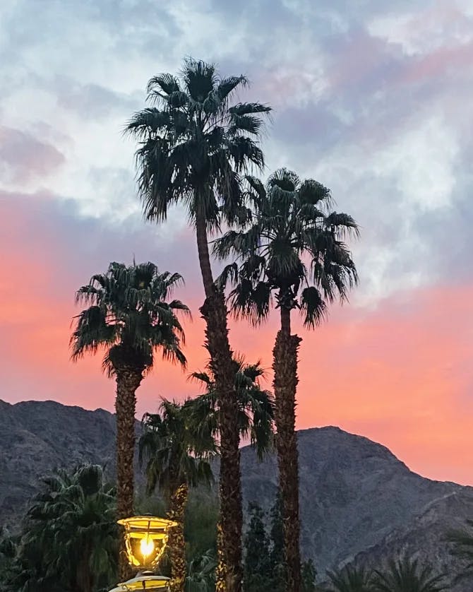Beautiful view of sunset and palm trees