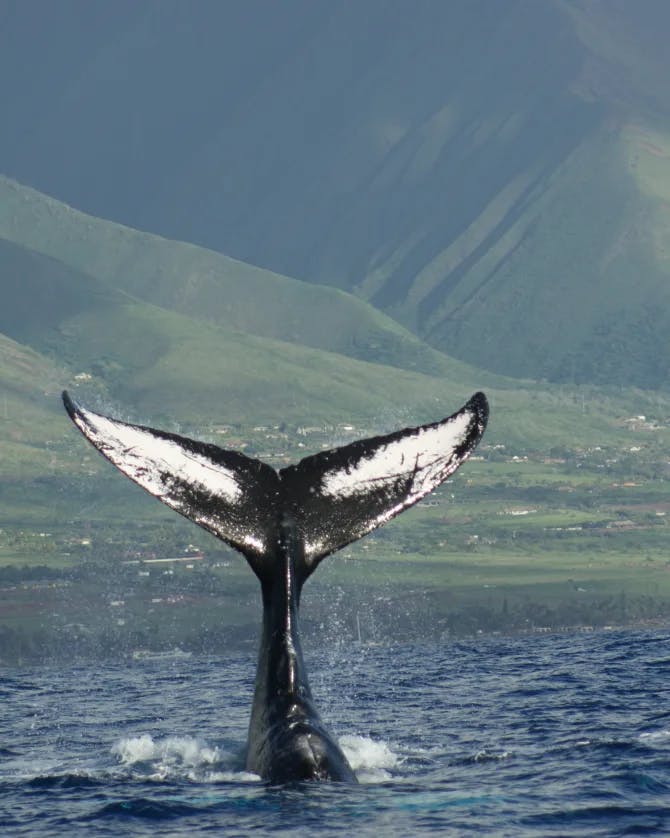 Picture of whale tail in sea