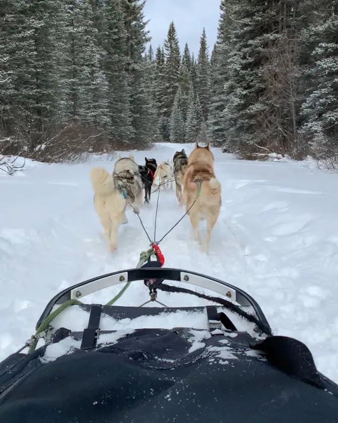 A view of dogs pulling a sled down a snowy path with pine trees in the distance. 