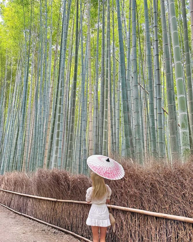Looking at beautiful view of bamboos