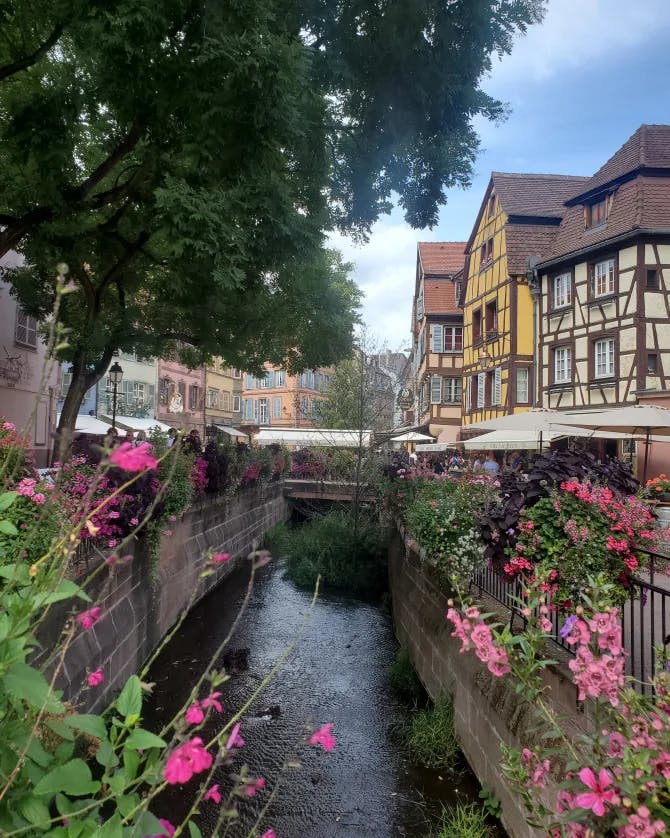 Alsace, France, with half-timbered houses on either side of a river and pink flowers