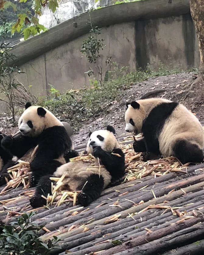 Picture of pandas lying on the ground