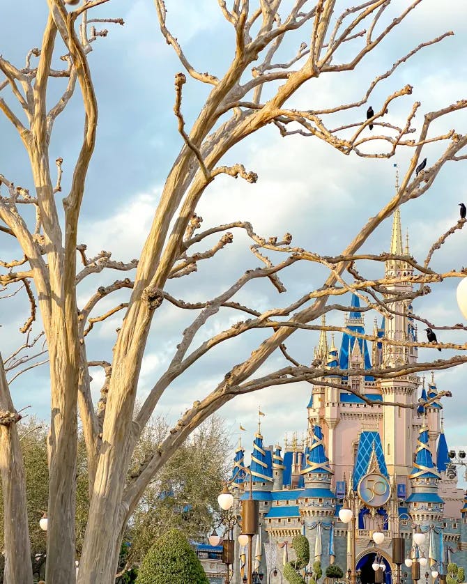 View of blue and pink castle at Disney with large tree