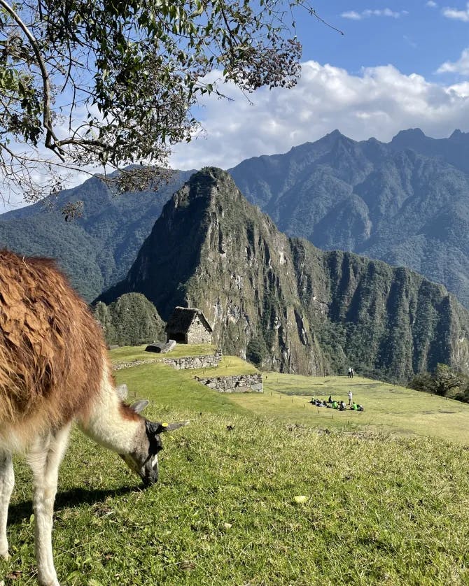A llama grazing amongst wild grass under a tree. There is a beautiful view of Machu Picchu in the background under a cloudy blue sky. 