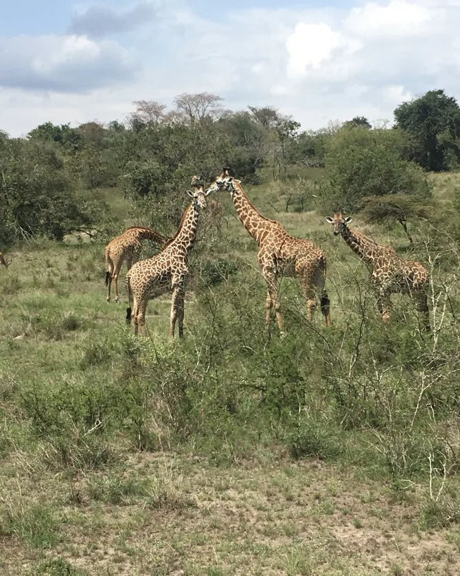 Photo of Giraffes in the wild